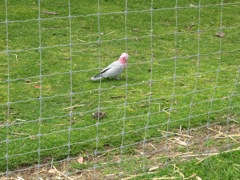 20100918-26-WarnbroWA-GrayPinkParrot