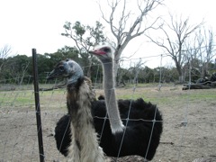 20100918-27-WarnbroWA-Emu-Ostrich