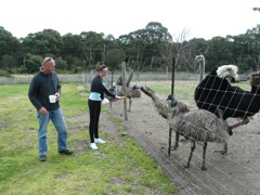 20100918-30-WarnbroWA-Paul-Pamela-Emu-Ostrich