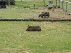 20100918-32-WarnbroWA-Wombats