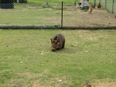 20100918-33-WarnbroWA-Wombat