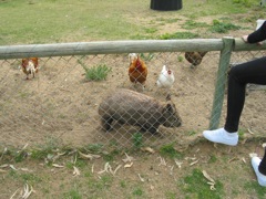 20100918-35-WarnbroWA-Wombat-and-Chickes