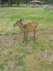 20100918-39-WarnbroWA-Deer