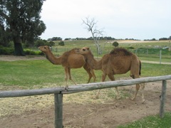 20100918-42-WarnbroWA-Camels