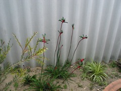 20100918--07-WarnbroWA-KangarooPaws