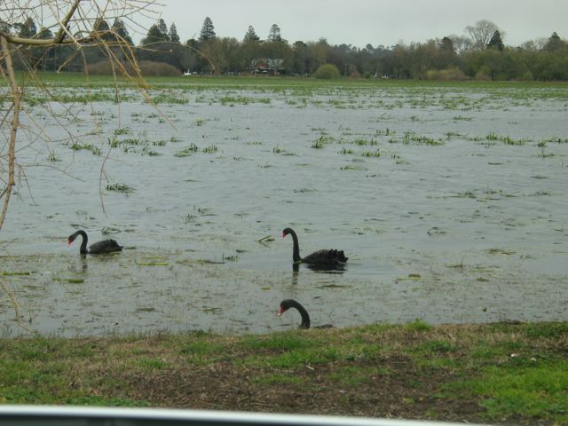 20100921-21-BallaratVIC-LakeWendouree