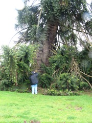 20100921-15-BallaratVIC-BotanicalGarden-Tree