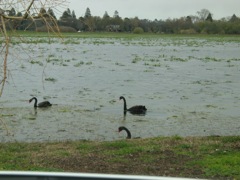 20100921-21-BallaratVIC-LakeWendouree