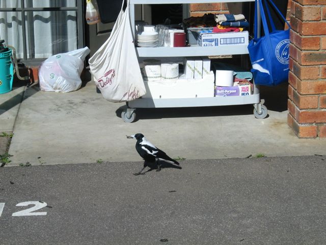 20100923-01-BendigoVIC-MotelMagpie