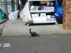 20100923-01-BendigoVIC-MotelMagpie