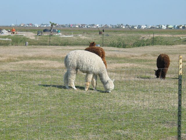 20100329-26-Llamas