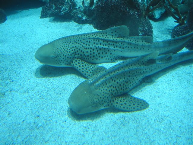 20100328-05-GalvestonTX-MoodyAcqarium-Sharks