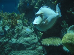 20100328-02-GalvestonTX-MoodyAcqarium