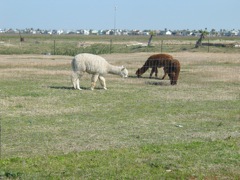 20100329-25-Llamas