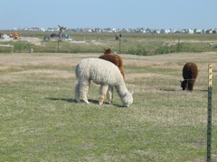 20100329-26-Llamas