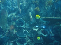 20100328-04-GalvestonTX-MoodyAcqarium