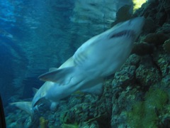 20100328-07-GalvestonTX-MoodyAcqarium-Shark