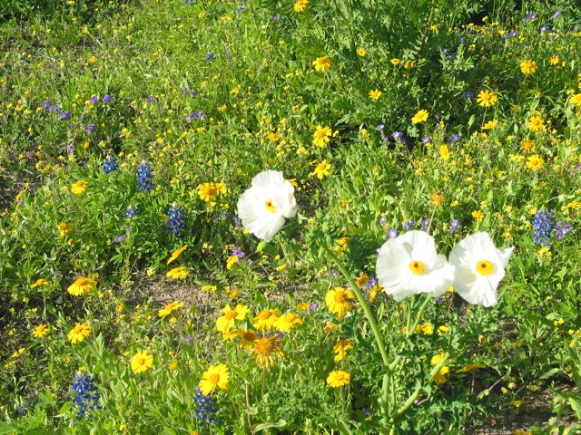 20100329-GoliadSP-Flowers