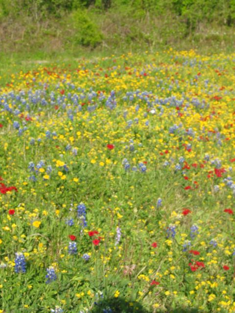 20100329-GoliadSP-FlowerField