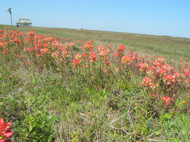 20100329-GoliadSP-Paintbrush