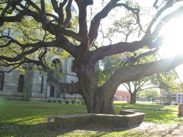 20100329-08-GoliadTX-HangingTree