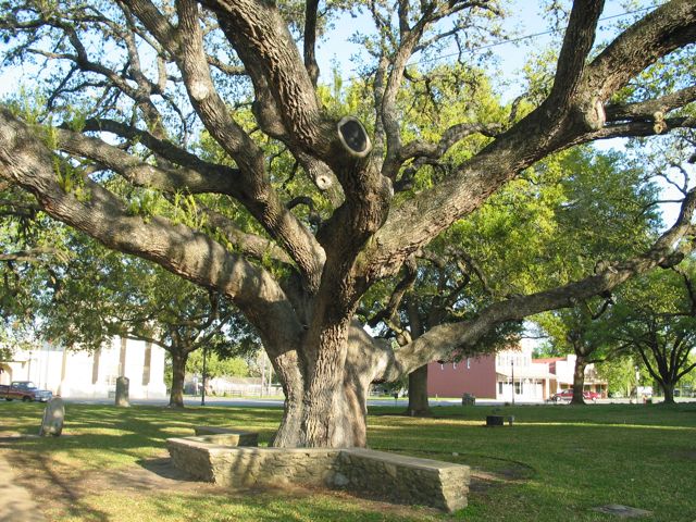 20100329-09-GoliadTX-HangingTree