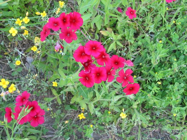 20100329-GoliadSP-Phlox