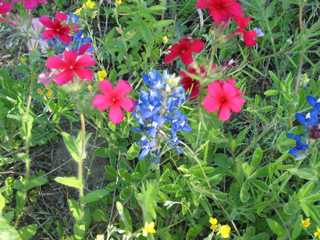 20100329-GoliadSP-Phlox-BlueBonnet