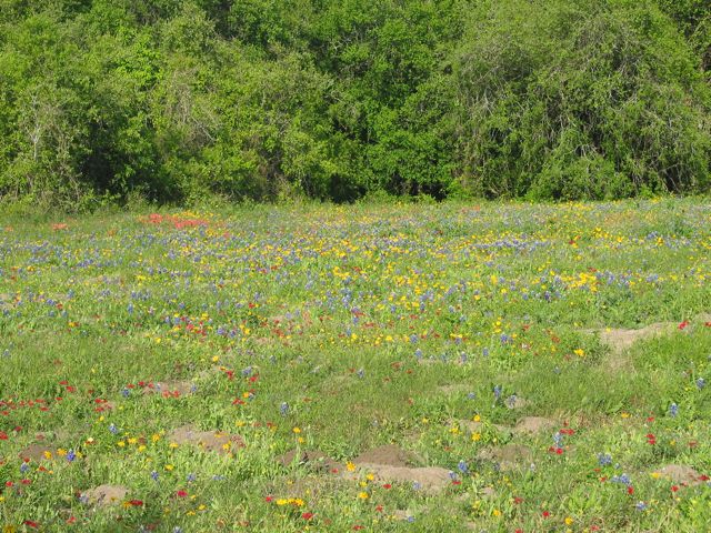 20100329-GoliadSP-FlowerField