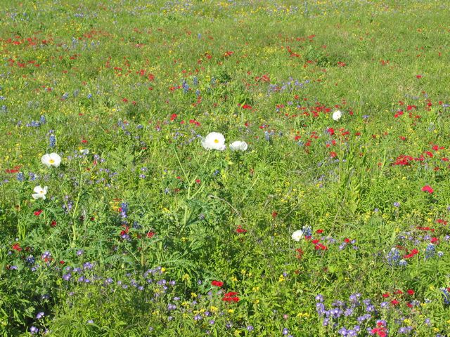 20100329-GoliadSP-FlowerField