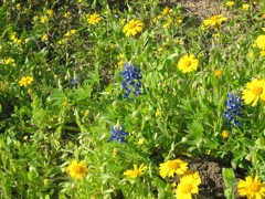 20100329-GoliadSP-Flowers