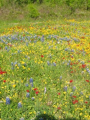 20100329-GoliadSP-FlowerField