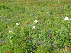 20100329-GoliadSP-FlowerField