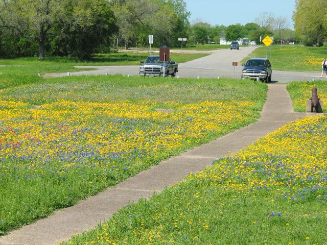 20100330-38-GoliadTX-Wildflowers