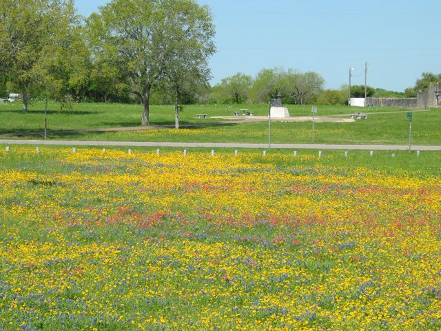 20100330-39-GoliadTX-Wildflowers