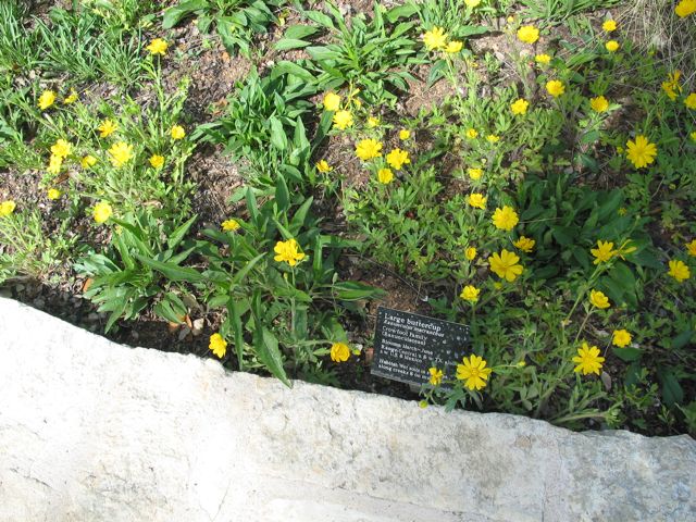 20100403-12-AustinTX-LbJWC-LargeButtercups