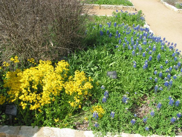 20100403-16-AustinTX-LbJWC-Buttercups-BlueBonnets