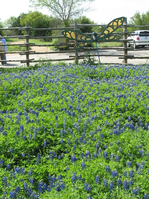 20100403-19-AustinTX-LbJWC-BlueBonnets