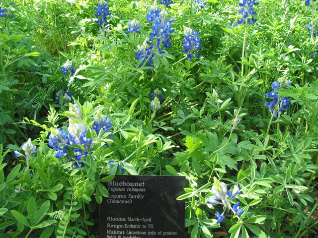 20100403-06-AustinTX-LbJWC-BlueBonnets