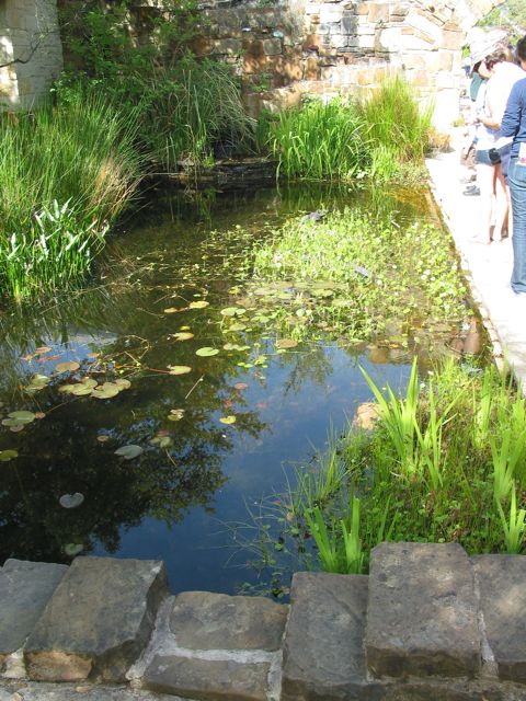 20100403-10-AustinTX-LbJWC-TurtlePond