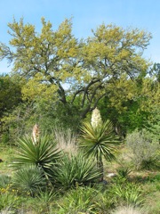 20100403-12-AustinTX-LbJWC-Yucca