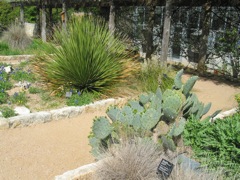 20100403-17-AustinTX-LbJWC-Cactus