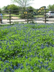 20100403-19-AustinTX-LbJWC-BlueBonnets