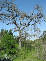 20100403-24-AustinTX-LbJWC-Tree