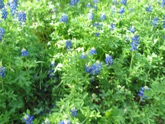 20100403-05-AustinTX-LbJWC-BlueBonnets