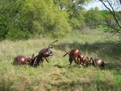 20100403-07-AustinTX-LbJWC-WhimsyBugs