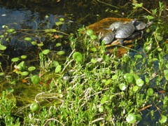 20100403-08-AustinTX-LbJWC-Turtles