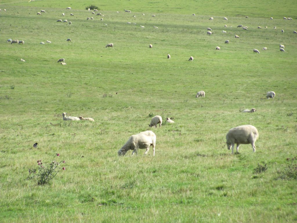 Sheep