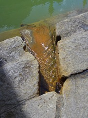 Roman Baths