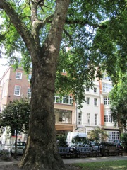 Soho Square